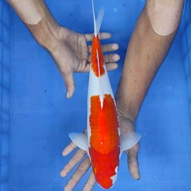 Kohaku 35cm
