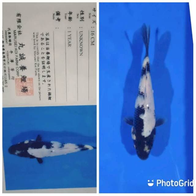 Shiro utsuri tosai marusei