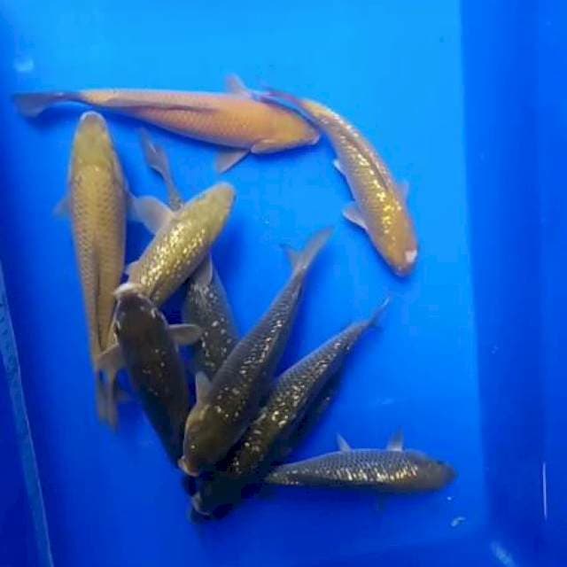 10 ekor penjinak kolam