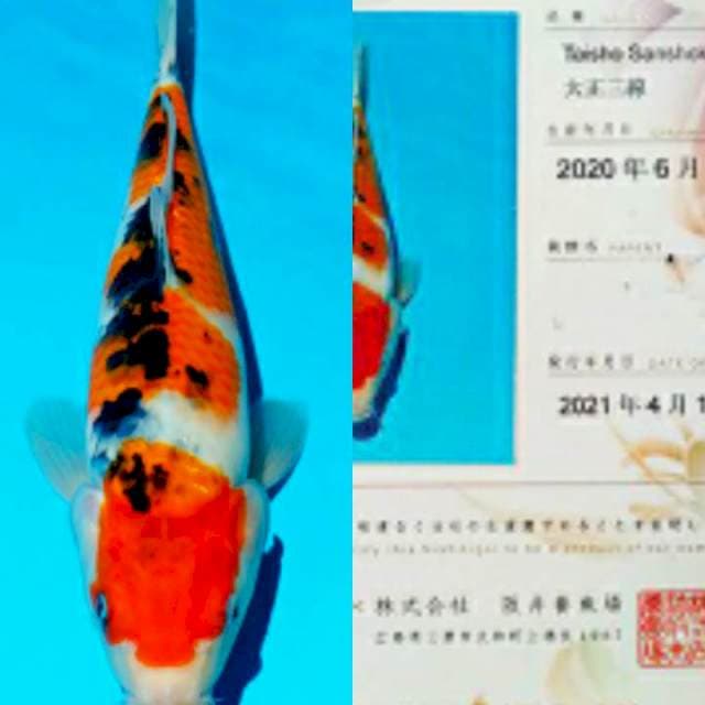 Sanke 33cm important Sakai Fish Farm