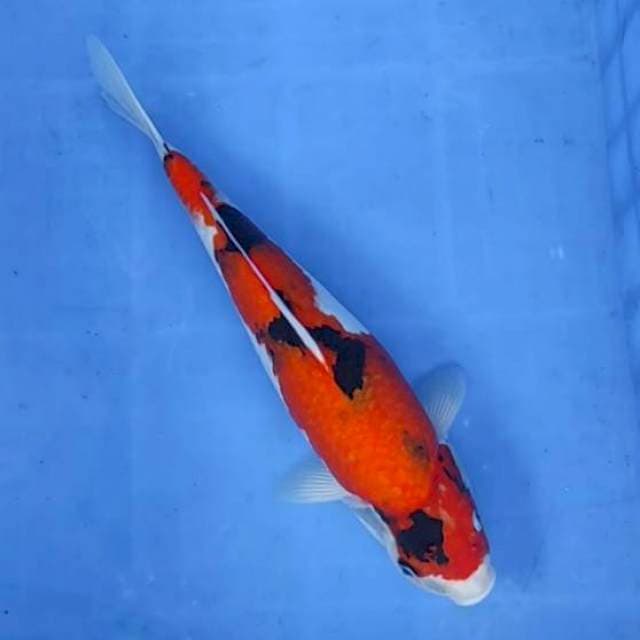 Showa 37cm