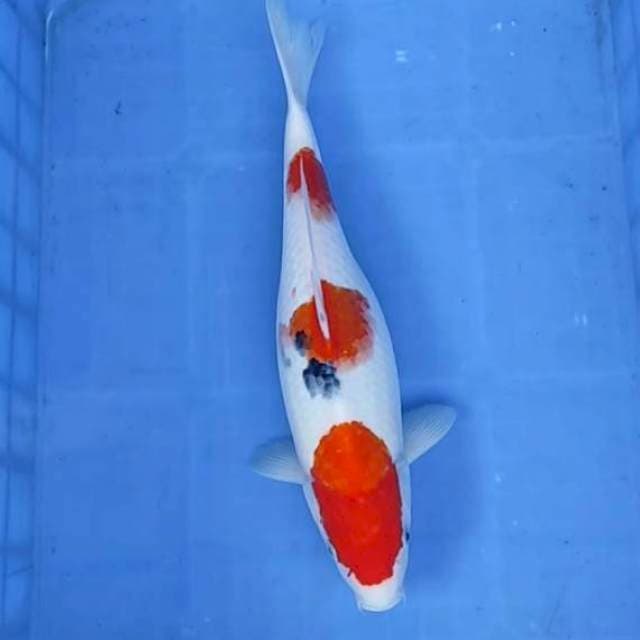 Sanke 39cm