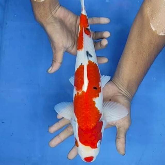 Sanke 36cm