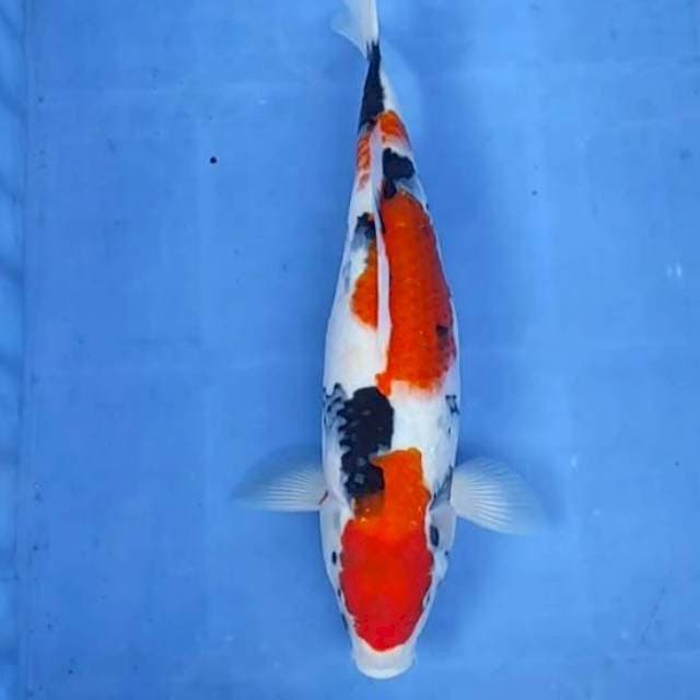 Showa37cm
