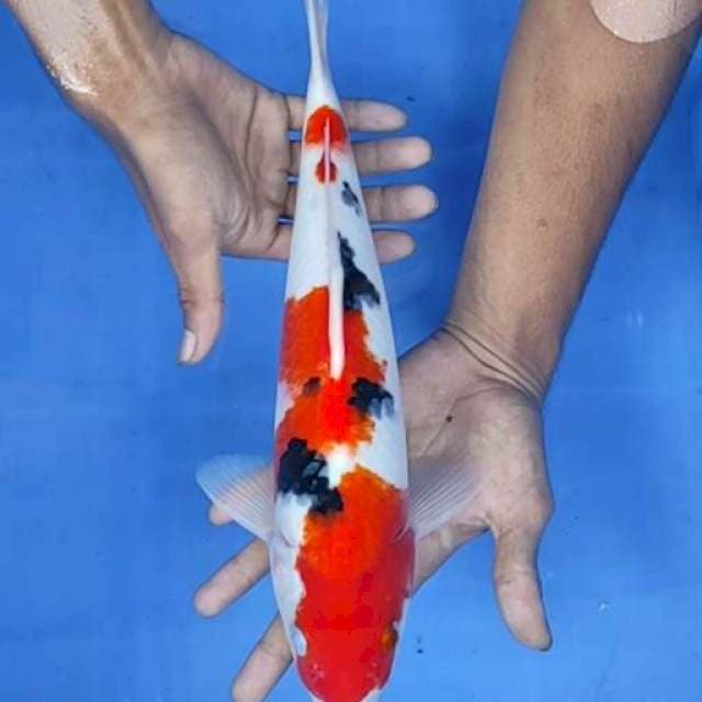 Sanke 35cm