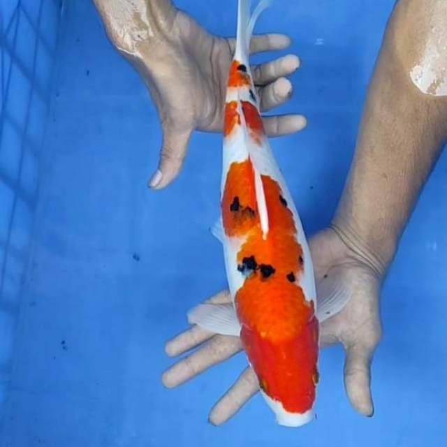Sanke 35cm