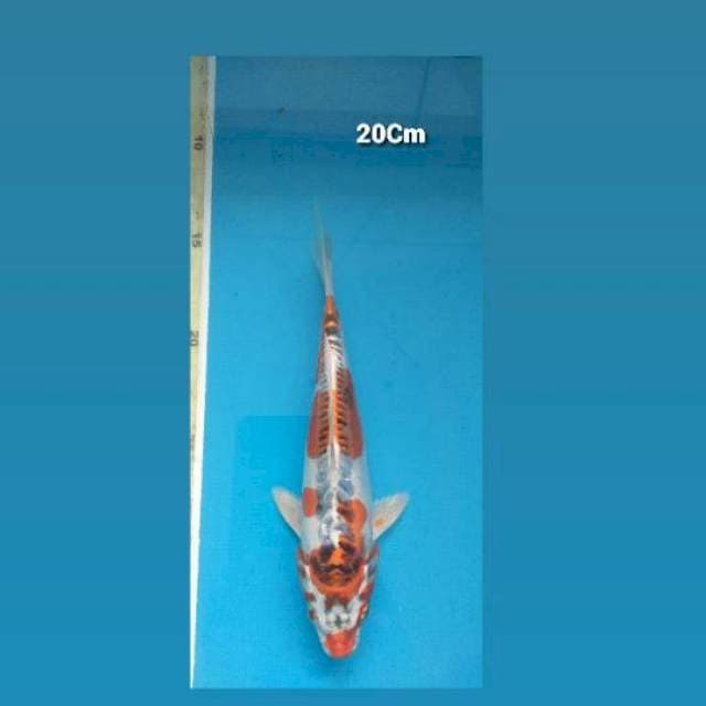 Kujaku Doitsu 20Cm