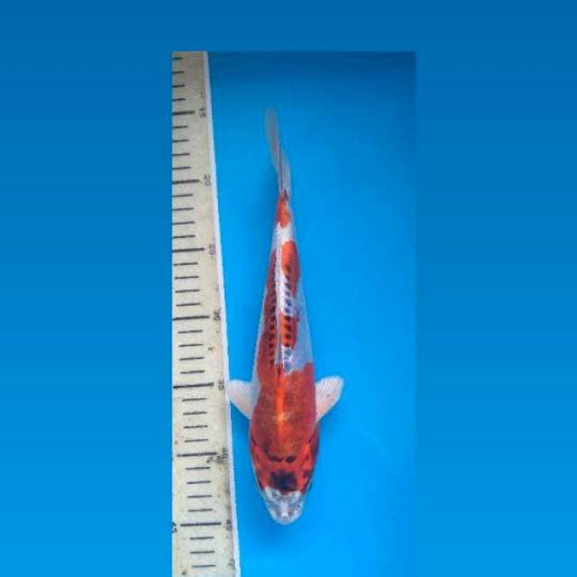 Beni Kikokuryu 26Cm