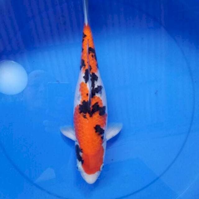 Sanke 36 cm
