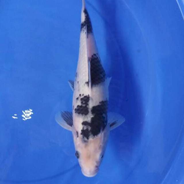 Shiro 35 cm