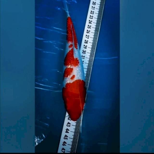 Showa Gindrin 22cm