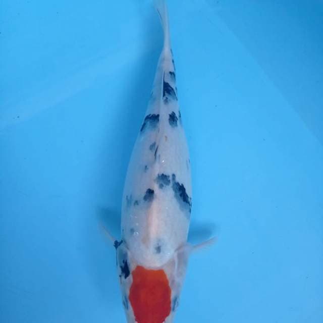Tancho Kohaku 30cm