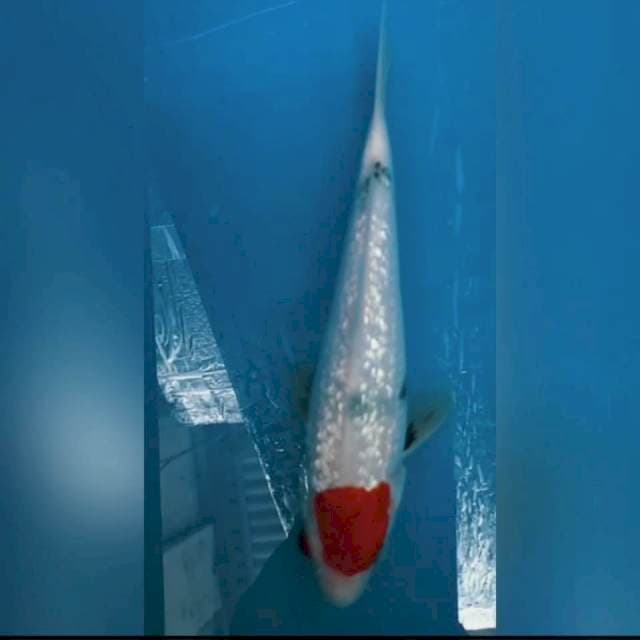 Tancho Showa Gindrin 18cm