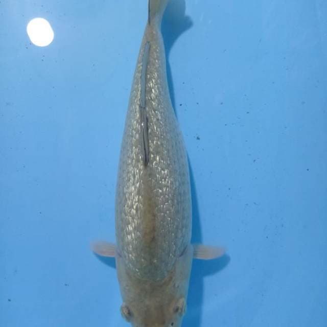 Soragoi 32cm