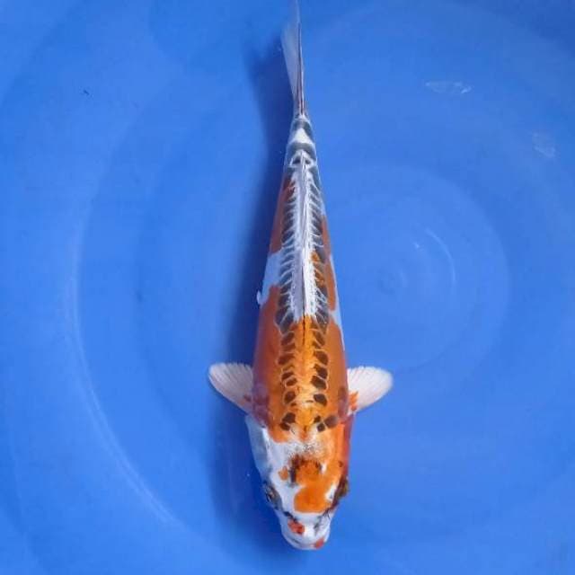 Kikokuryu 27cm