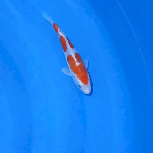 Kikushui 20Cm