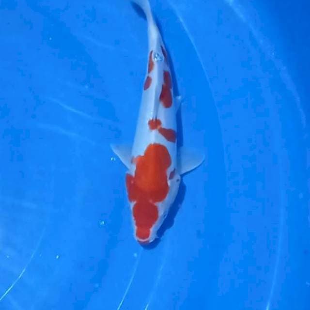 Kohaku Doitsu 26Cm