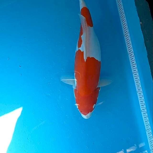 Doitsu Kohaku 39cm gendong telor