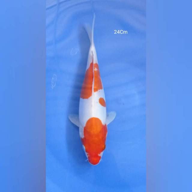 Kohaku Doitshu 24Cm