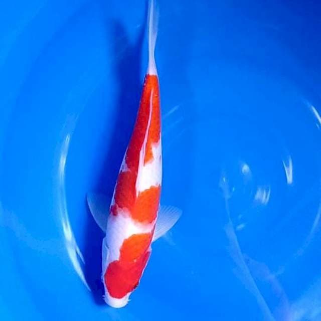 C. Kohaku Good Looking