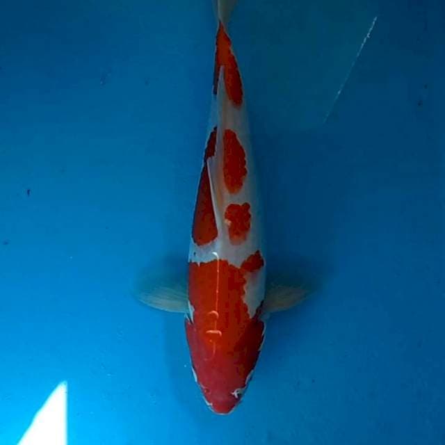 Kohaku 39cm Strong