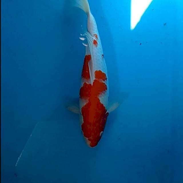 Kohaku 35cm Strong