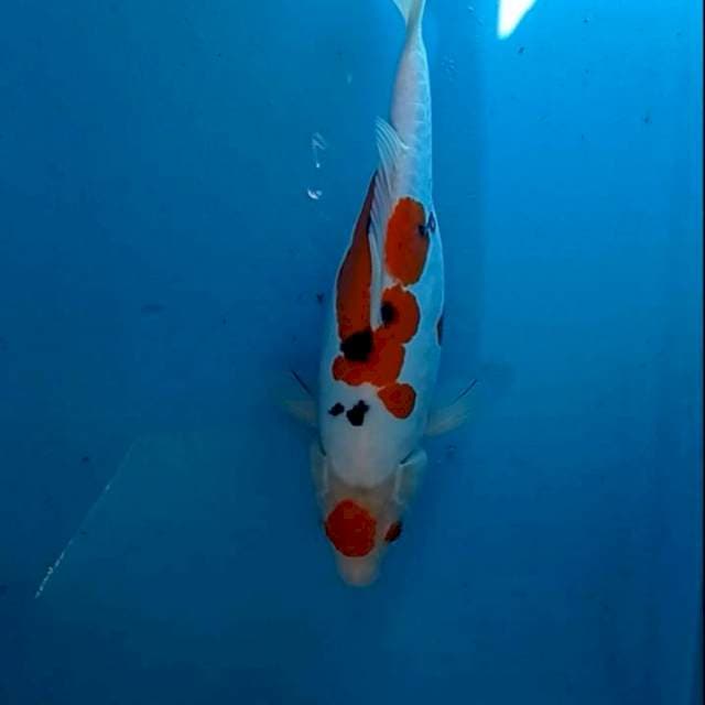 Maruten Sanke Doitsu 36cm Ori