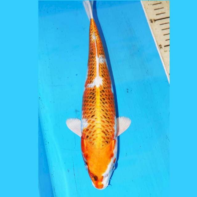 31cm HIKARI KOJAKU
