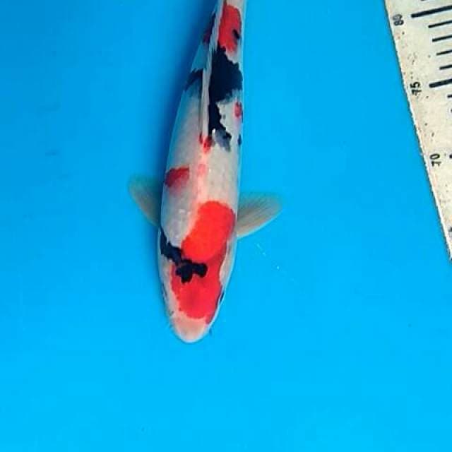 Showa 30cm