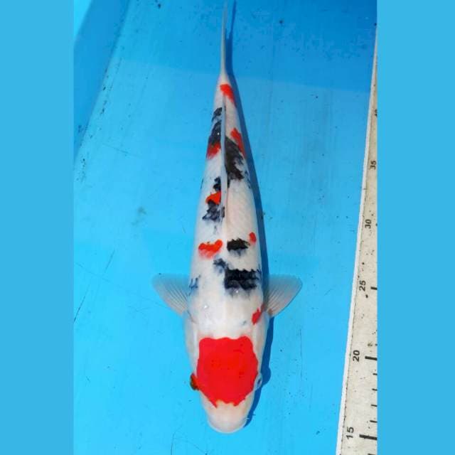 33cm ORI SANKE