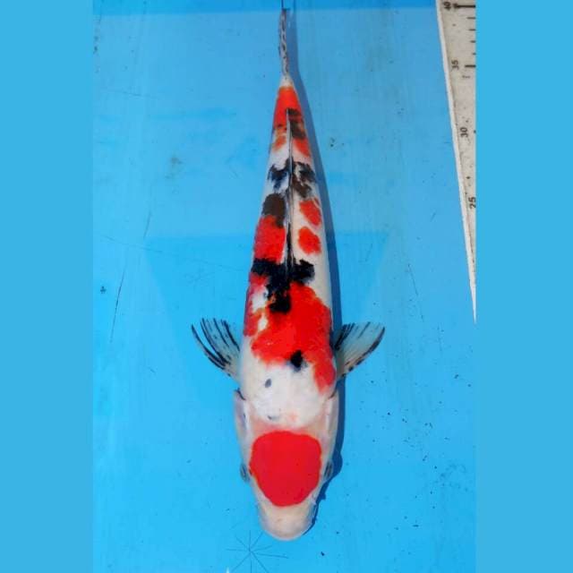 31cm MARUTEN SANKE ORI
