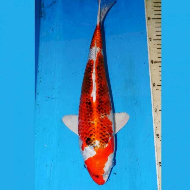 37cm RED KOJAKU