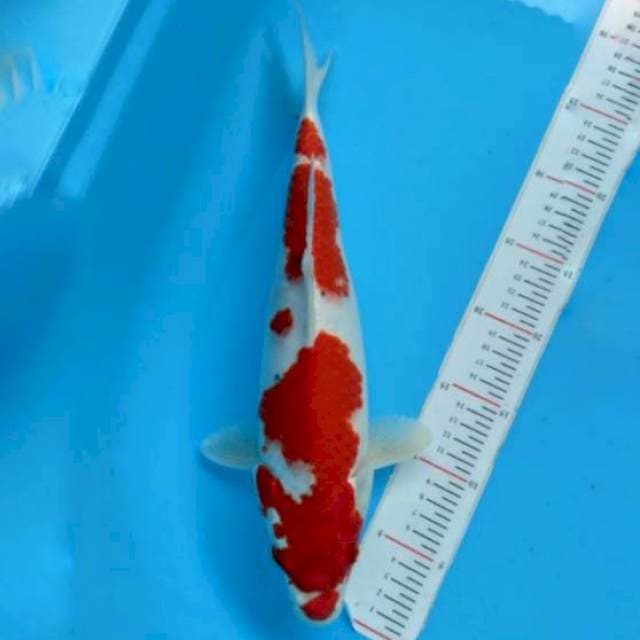 Sanke Hikari merah strong 37cm