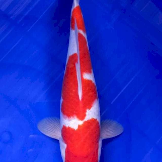Kohaku strong 36cm
