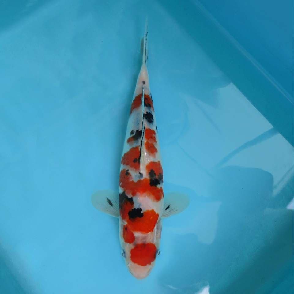 6. DAMARKOI INDONESIA - Maruten Sanke Tajima,-
