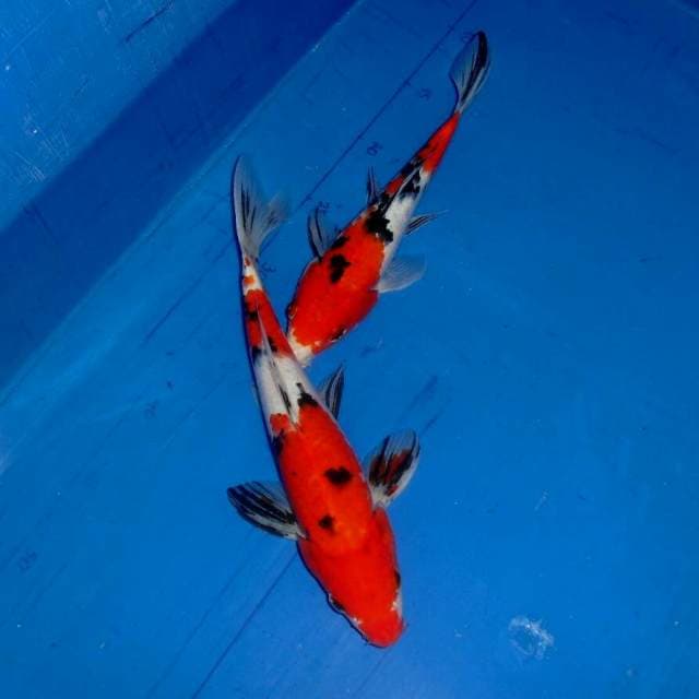 Red Sanke F1 27 cm & 23 cm