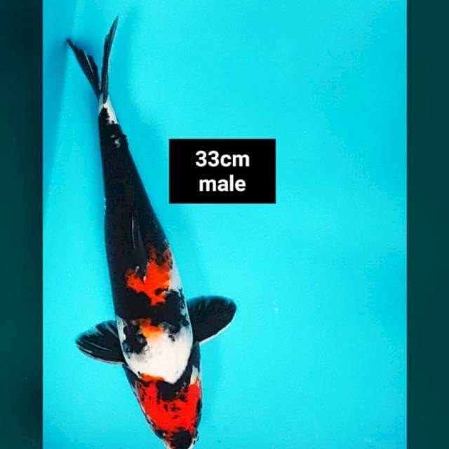 Showa 33cm male