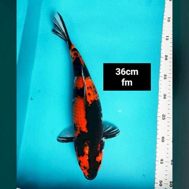 Hi showa strong 36cm