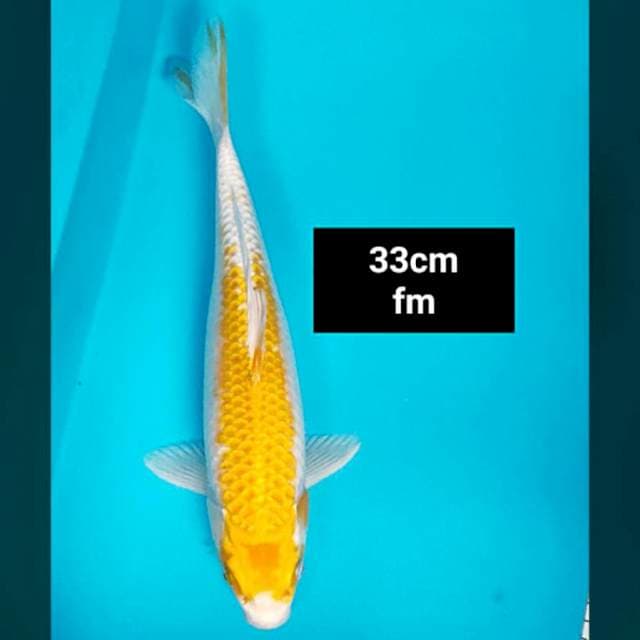 Hariwake 33cm