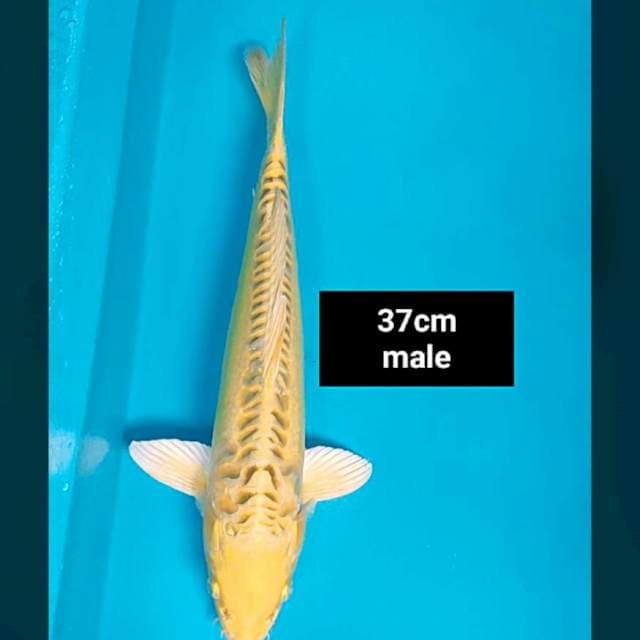 Yellow kiko 37cm male