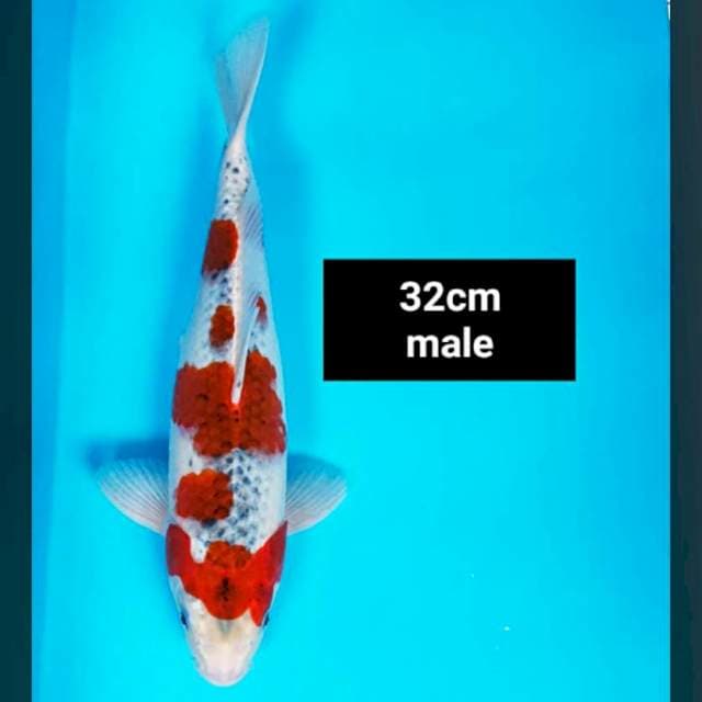 Goshiki strong 32cm male