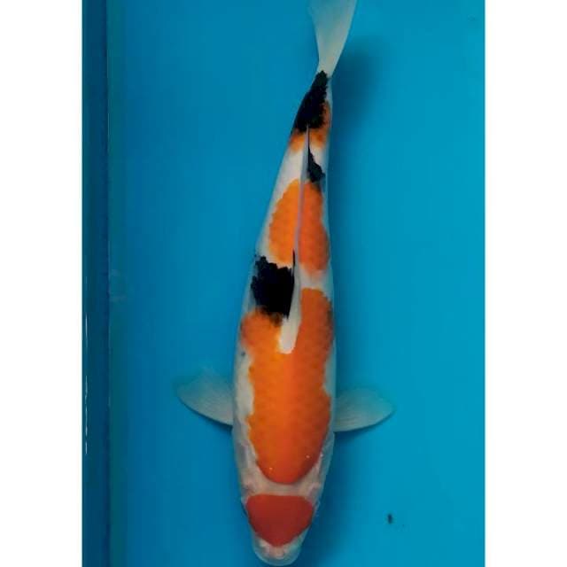 maruten showa minimalis 30 cm