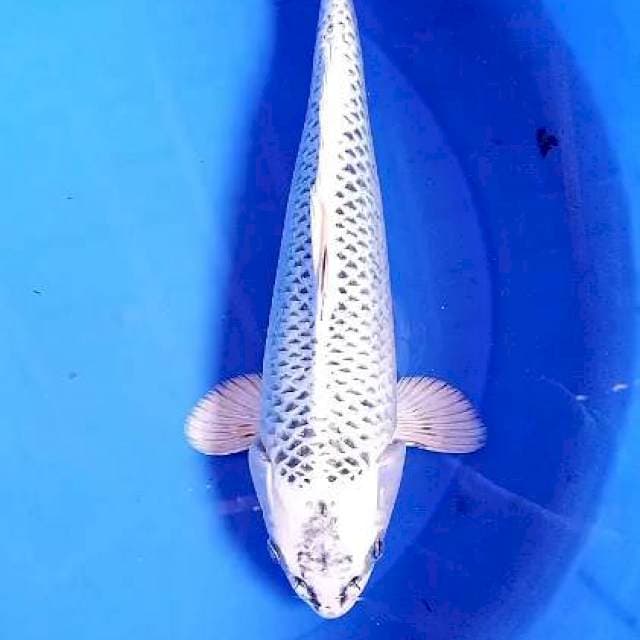 Gin matsuba 35 cm
