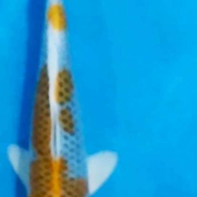 Kujaku jantan 30cm