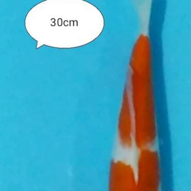 Kohaku 2etep 30 cm