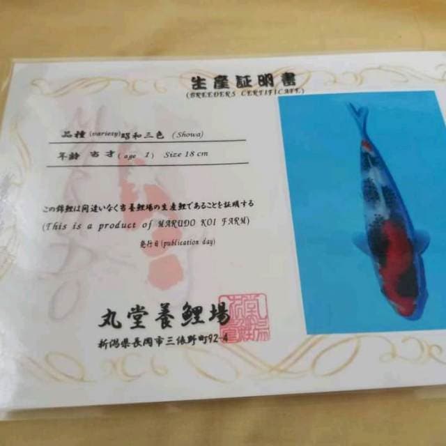 Showa import marudo