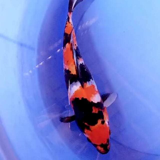 Showa 32 cm