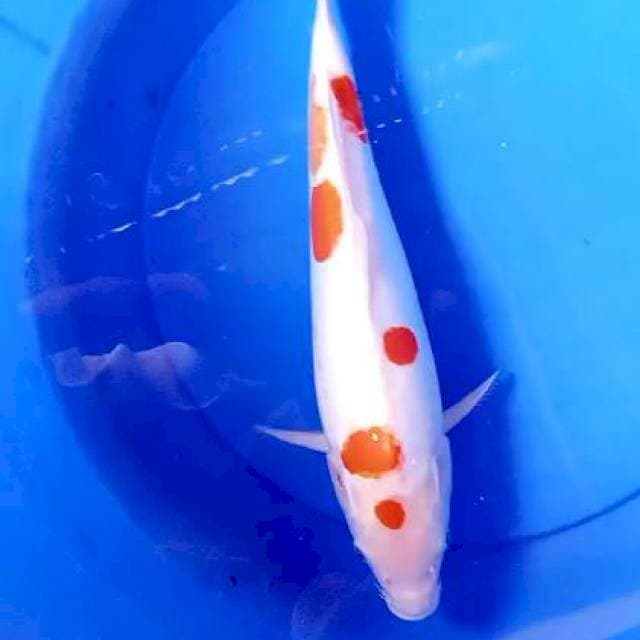 Jumbo sakura 41 cm