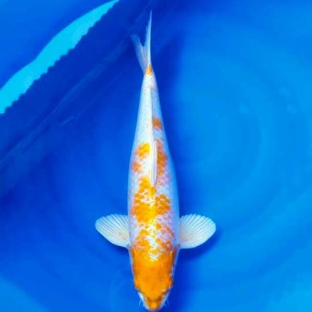 Hariwake jumbo 50cm