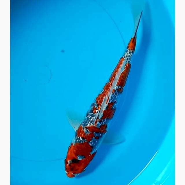 Red goshiki ginrin